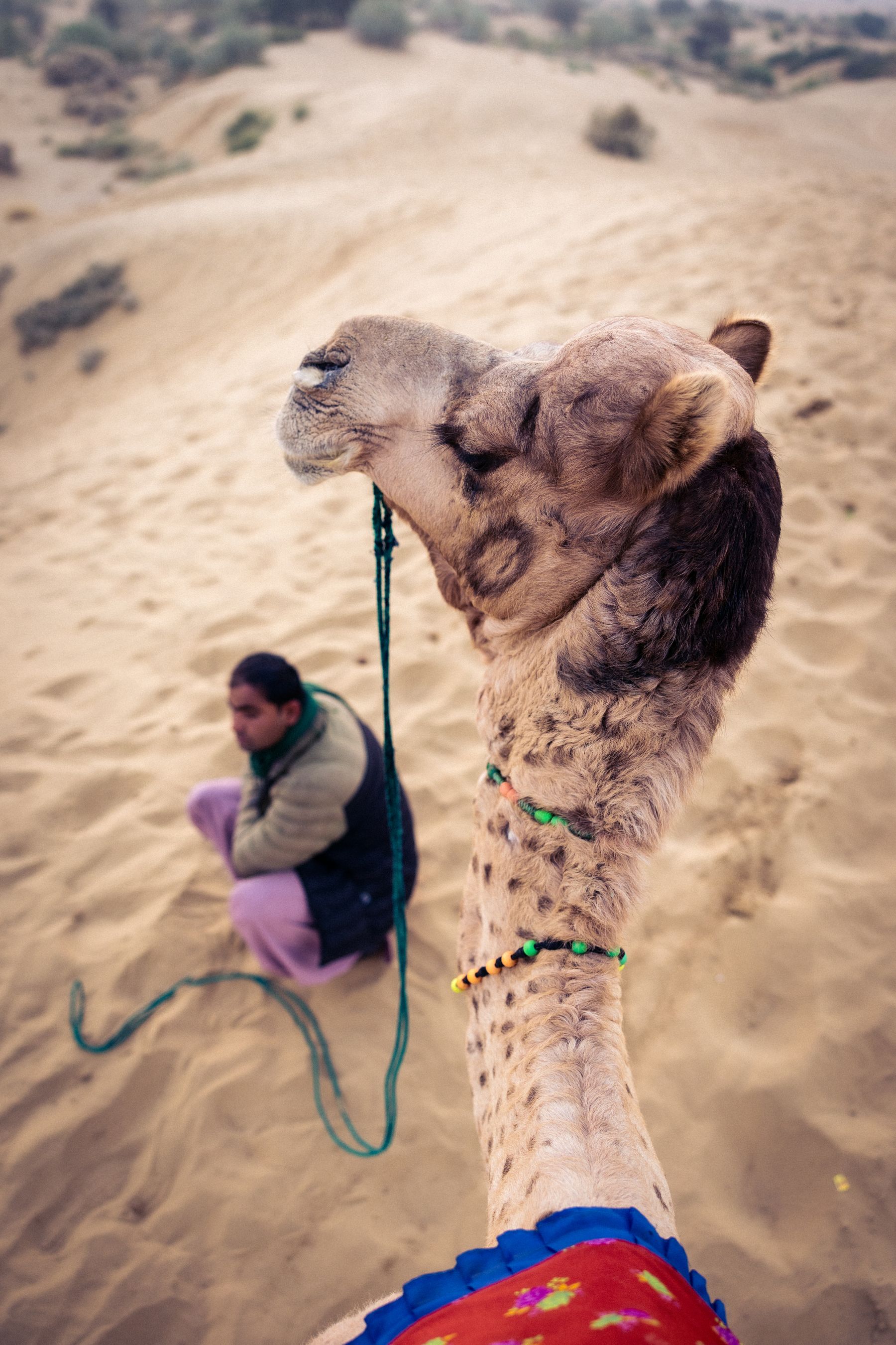 Close-Up Camel Head And Handler